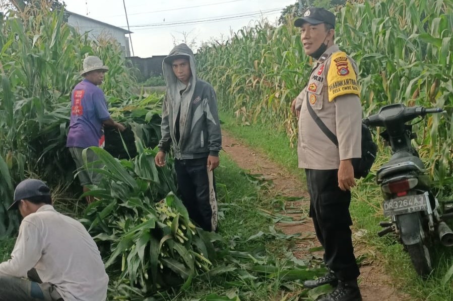 Bhabinkamtibmas Dampingi Panen Jagung di Ombe Baru Dukung Swasembada Pangan