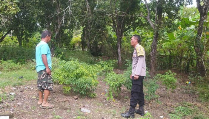Program Ketahanan Pangan Polsek Sekotong Dapat Sambutan Positif Warga