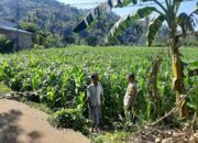 Sinergi Polri dan Petani Jagung Sekotong Timur Kuatkan Pangan Nasional