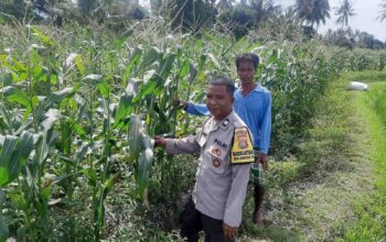 Bhabinkamtibmas Montong Are Dorong Ketahanan Pangan Melalui Pendataan Petani Jagung