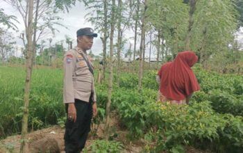 Ketahanan Pangan Dimulai dari Desa, Bhabinkamtibmas Dampingi Petani Cabai di Kediri Lombok Barat