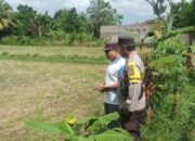 Ketahanan Pangan Dimulai dari Pekarangan, Inisiatif Bhabinkamtibmas di Dusun Dawung