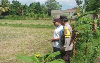 Ketahanan Pangan Dimulai dari Pekarangan, Inisiatif Bhabinkamtibmas di Dusun Dawung