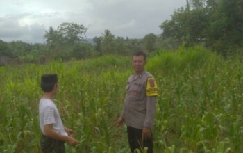 Kolaborasi Kamtibmas dan Ketahanan Pangan di Sekotong Tengah Terus Ditingkatkan