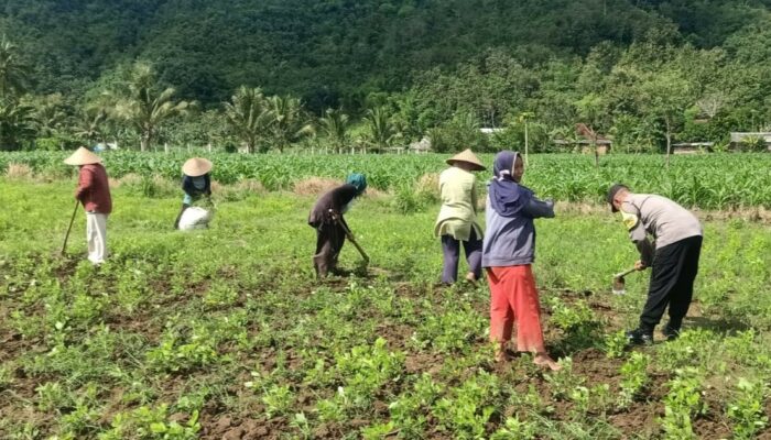 Ketahanan Pangan Berbasis Rumah Mulai Diterapkan di Karang Rumak