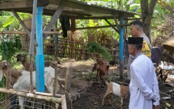 Dari Senggigi untuk NTB: Gerakan Polsek Batulayar Menanam dan Mandiri Pangan