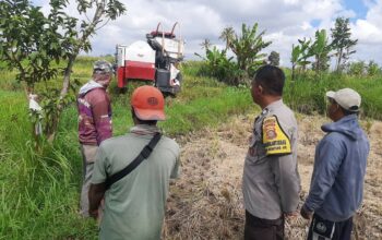 Sinergi Petani dan Polisi di Kediri Lombok Barat, Wujudkan Swasembada Jagung