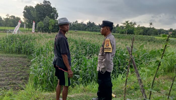 Sinergi Polri dan Petani: Lahan Tidur di Kuripan Utara Kini Produktif