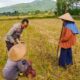 Program Ketahanan Pangan Didukung Polsek Kuripan, Petani Antusias Sambut Pupuk Subsidi