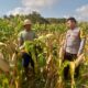 Dari Tambang Eleh untuk Indonesia: Program Pangan Dimulai dari Akar Rumput