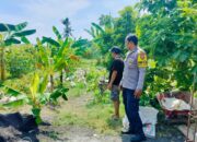 Polsek Lembar Dukung Ketahanan Pangan, Bhabinkamtibmas Beri Semangat Petani Jagung di Eyat Mayang