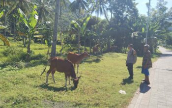 Bhabinkamtibmas Batulayar Barat Aktif Dorong Ketahanan Pangan Masyarakat Melalui Pemanfaatan Pekarang