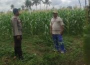 Pemanfaatan Pekarangan dan Jagung Siap Panen, Banyumulek Jadi Contoh Ketahanan Pangan NTB