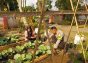KWT Dusun Pemangket Ubah Pekarangan Jadi Kebun Sayur Produktif di Kuripan Utara