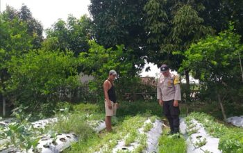 Ketahanan Pangan Dimulai dari Rumah, Inisiatif Bhabinkamtibmas di Desa Jagaraga
