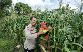Pekarangan Produktif, Desa Aman: Inisiatif Ketahanan Pangan Bhabinkamtibmas Labuapi