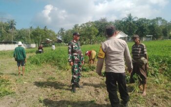 Sinergi TNI-Polri Dukung Ketahanan Pangan di Desa Taman Ayu, Gerung