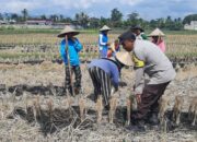 Ketahanan Pangan Dimulai dari Desa: Langkah Humanis Bhabinkamtibmas Montong Are