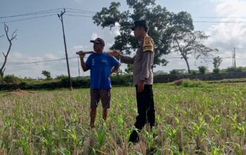 Pekarangan Jadi Lumbung Keluarga: Polri dan Warga Desa Kuripan Wujudkan Pangan Tangguh