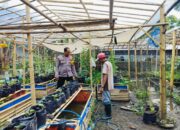 Bhabinkamtibmas Ajak Warga Dusun Tempit Tanam Sayur di Pekarangan Rumah