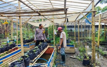 Bhabinkamtibmas Ajak Warga Dusun Tempit Tanam Sayur di Pekarangan Rumah