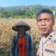 Polri Hadir di Ladang Jagung Eyat Mayang, Wujud Kepedulian terhadap Ketahanan Pangan