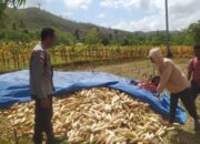 Bhabinkamtibmas Sekotong Dukung Petani Jagung di Desa Batu Putih