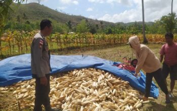 Bhabinkamtibmas Sekotong Dukung Petani Jagung di Desa Batu Putih