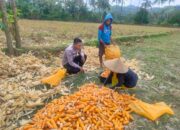 Jalin Silaturahmi, Bhabinkamtibmas Lembar Dukung Petani Jagung di Eyat Mayang