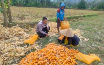 Jalin Silaturahmi, Bhabinkamtibmas Lembar Dukung Petani Jagung di Eyat Mayang