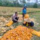 Sinergi Polri dan Petani Jagung di Eyat Mayang, Lembar
