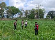 Polres Lombok Barat Dampingi Petani Gerung Utara, Dukung Swasembada Pangan