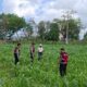 Panen Jagung di Dusun Berambang, Sekotong: Bukti Sinergi Polisi dan Petani
