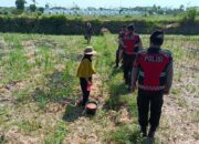 Polri Aktif di Lahan Jagung Desa Kuripan, Ketahanan Pangan Jadi Prioritas