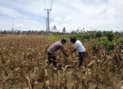 Polri Bangun Ketahanan Pangan Lewat DDS di Desa Kedaro, Sekotong