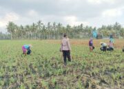 Polsek Gerung Perkuat Ketahanan Pangan Lewat Monitoring Pertanian Desa Banyu Urip