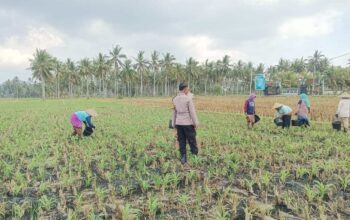 Polsek Gerung Perkuat Ketahanan Pangan Lewat Monitoring Pertanian Desa Banyu Urip