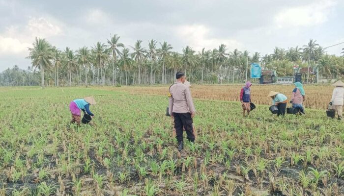Silaturahmi dan Pendampingan Petani, Bhabinkamtibmas Banyu Urip Fokus Jagung Rincung