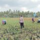Silaturahmi dan Pendampingan Petani, Bhabinkamtibmas Banyu Urip Fokus Jagung Rincung