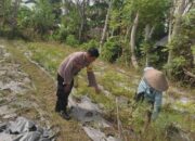 Sinergi Polisi dan Warga di Desa Kuranji, Lahan Kosong Disulap Jadi Kebun Produktif