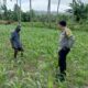 Polisi Bina Petani Jagung di Sekotong, Wujudkan Desa Mandiri Pangan