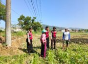 Polri Hadir Bantu Petani Jagung Wujudkan Swasembada di Lombok Barat
