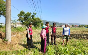Polri Hadir Bantu Petani Jagung Wujudkan Swasembada di Lombok Barat