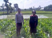 Sinergi Polisi dan Petani di Desa Jagaraga untuk Wujudkan Kemandirian Pangan
