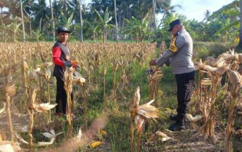 Panen Jagung 3,5 Ton di Dusun Lilin, Petani dan Polisi Jaga Kamtibmas