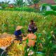 Panen Jagung di Eyat Mayang, Polisi Perkuat Sinergi dengan Petani Demi Pangan Berkelanjutan