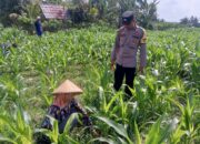 Dari Pekarangan Jadi Solusi: Bhabinkamtibmas Kuripan Bangun Gerakan Pangan Mandiri