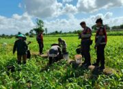 Polres Lombok Barat Turun ke Sawah, Pastikan Produktivitas Jagung di Gerung Terjaga