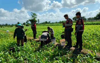 Polres Lombok Barat Turun ke Sawah, Pastikan Produktivitas Jagung di Gerung Terjaga