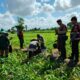 Patroli Ketahanan Pangan, Polres Lombok Barat Dampingi Petani Jagung di Desa Gerung